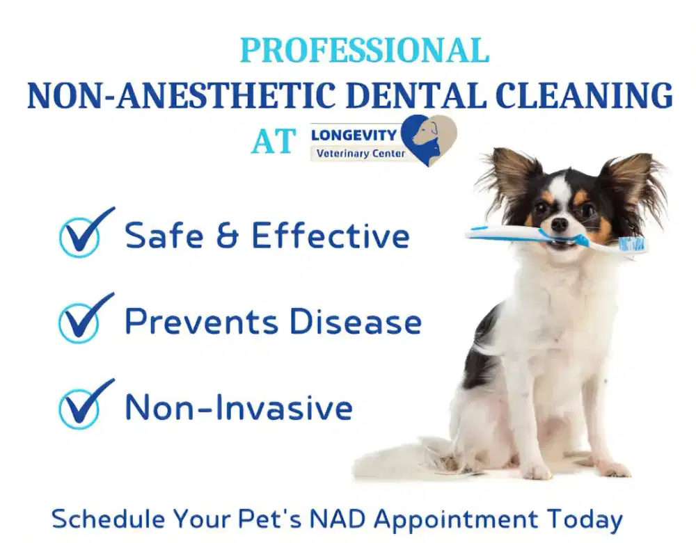 DOG SCALING NON ANESTESI/TANPA BIUS