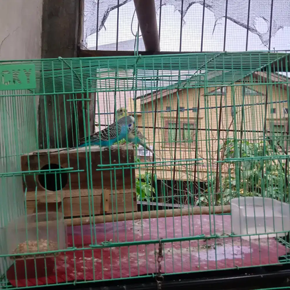 Burung parkit lokal