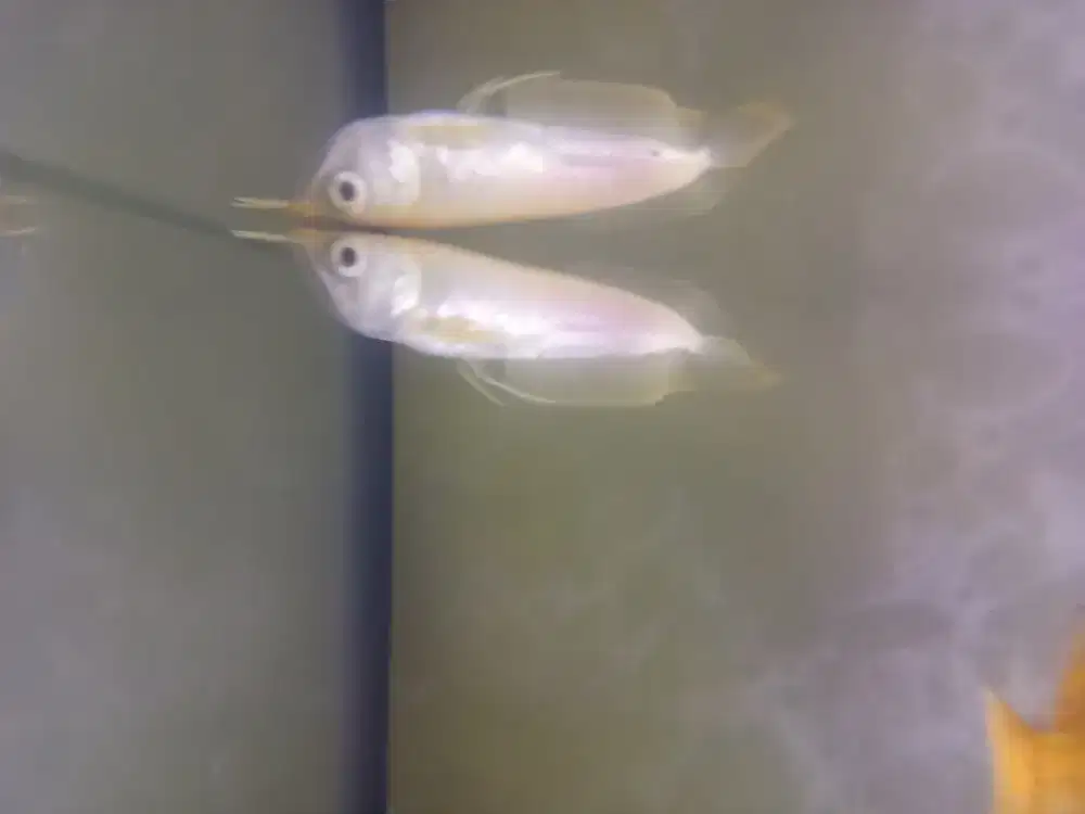 Ikan hias arwana silver albino 15cm kurleb