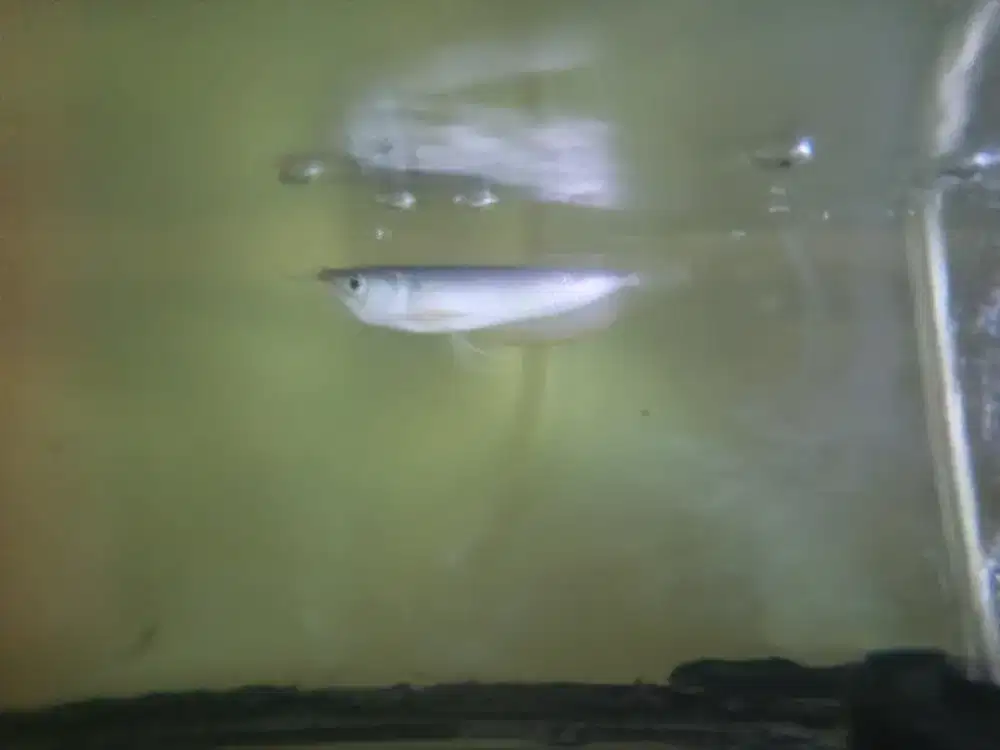 Ikan arwana silver brazil 12-13 cm kurleb