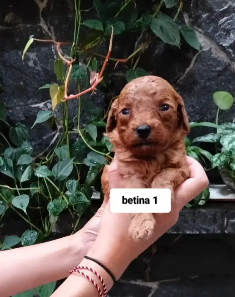 Red Toy Poodle Premium