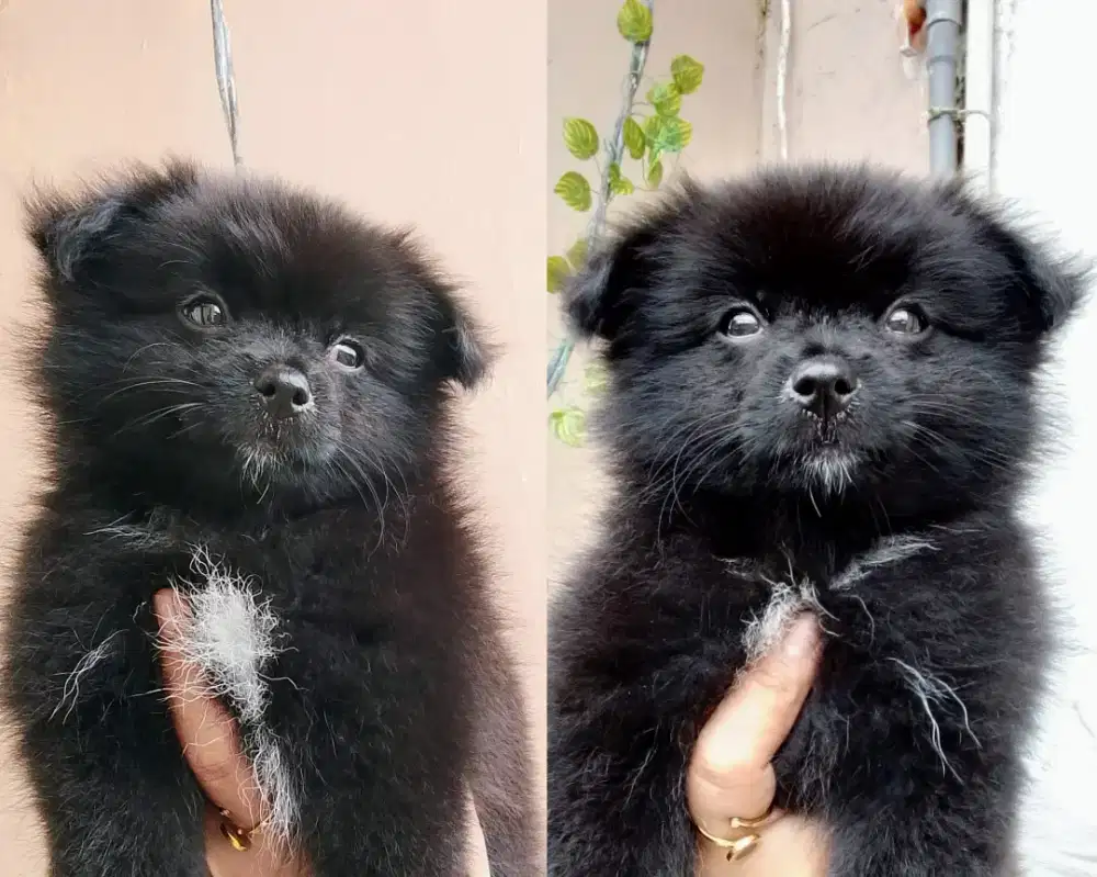 Minipom betyna 2,5 bulan