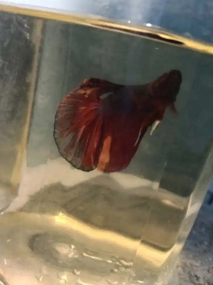 Ikan cupang Halfmoon