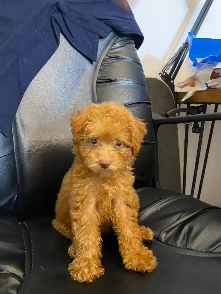 Poodle tiny female