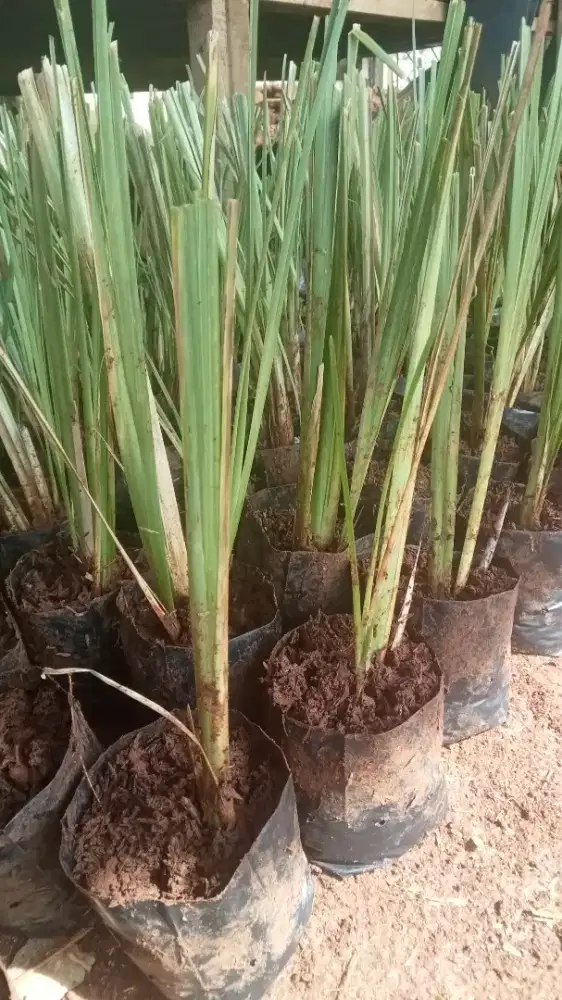 Rumput vetiver polibag