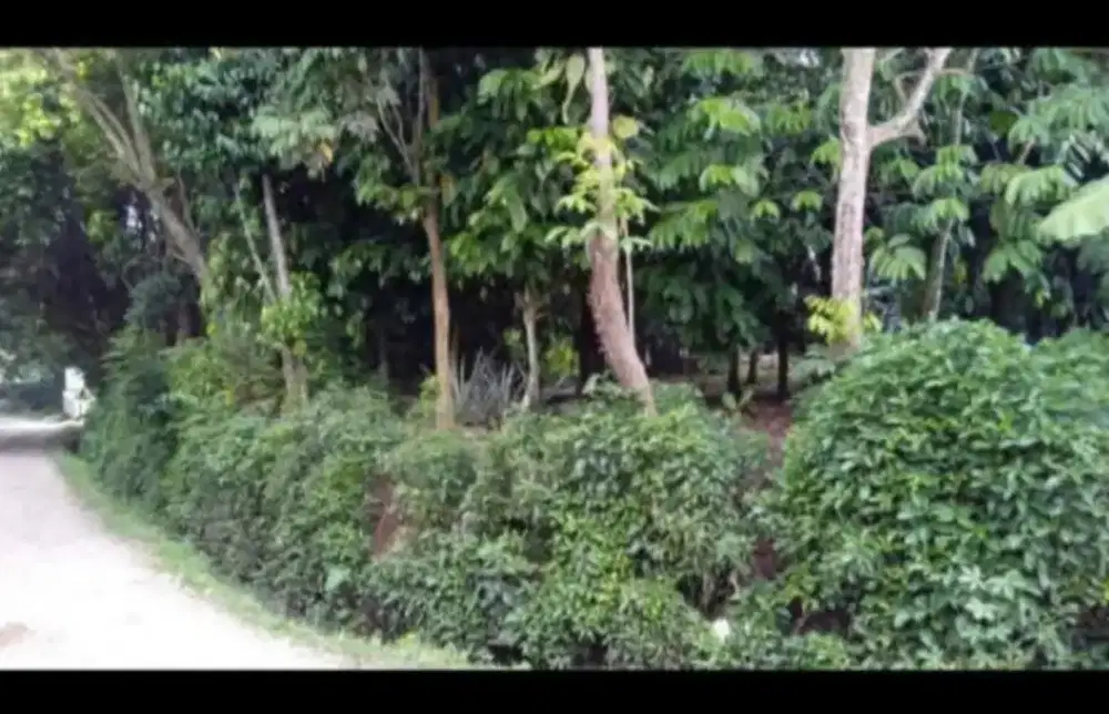 Tanah Rangkasbitung 1567M²