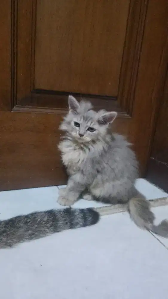 Kitten/ Anak Kucing siap Adops ada 3 Ekor