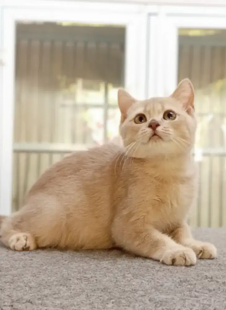 British Shorthair Lilac Golden