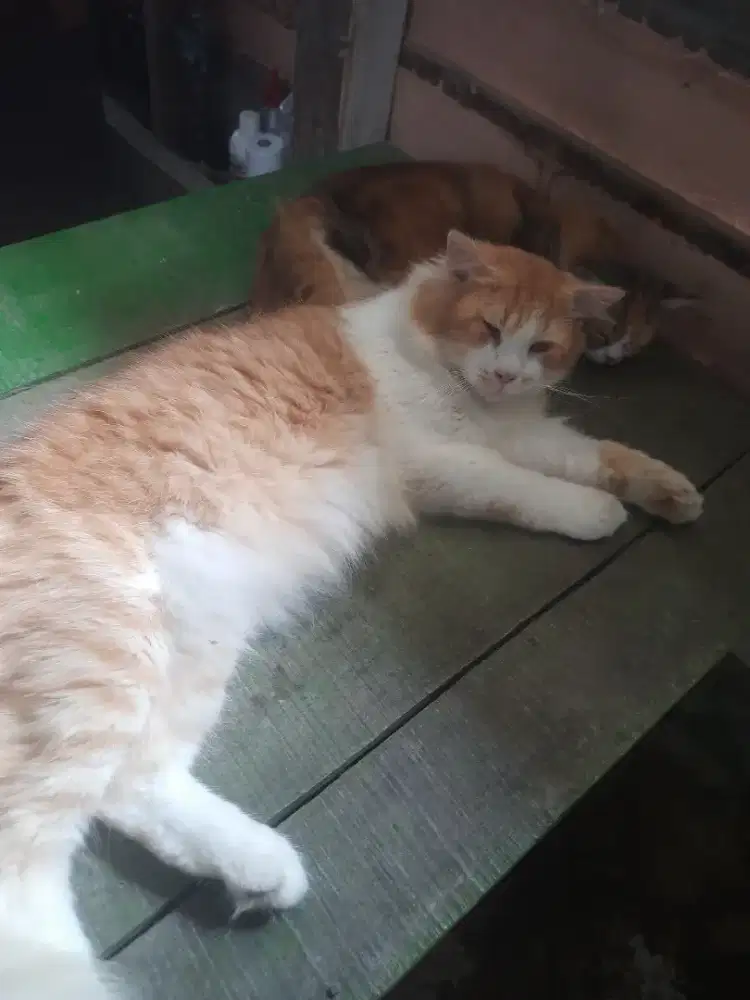 Lepas adop kucing persia