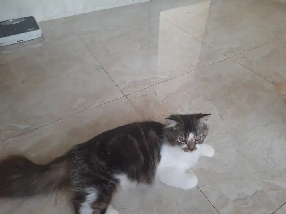 Lepas adop kucing persia