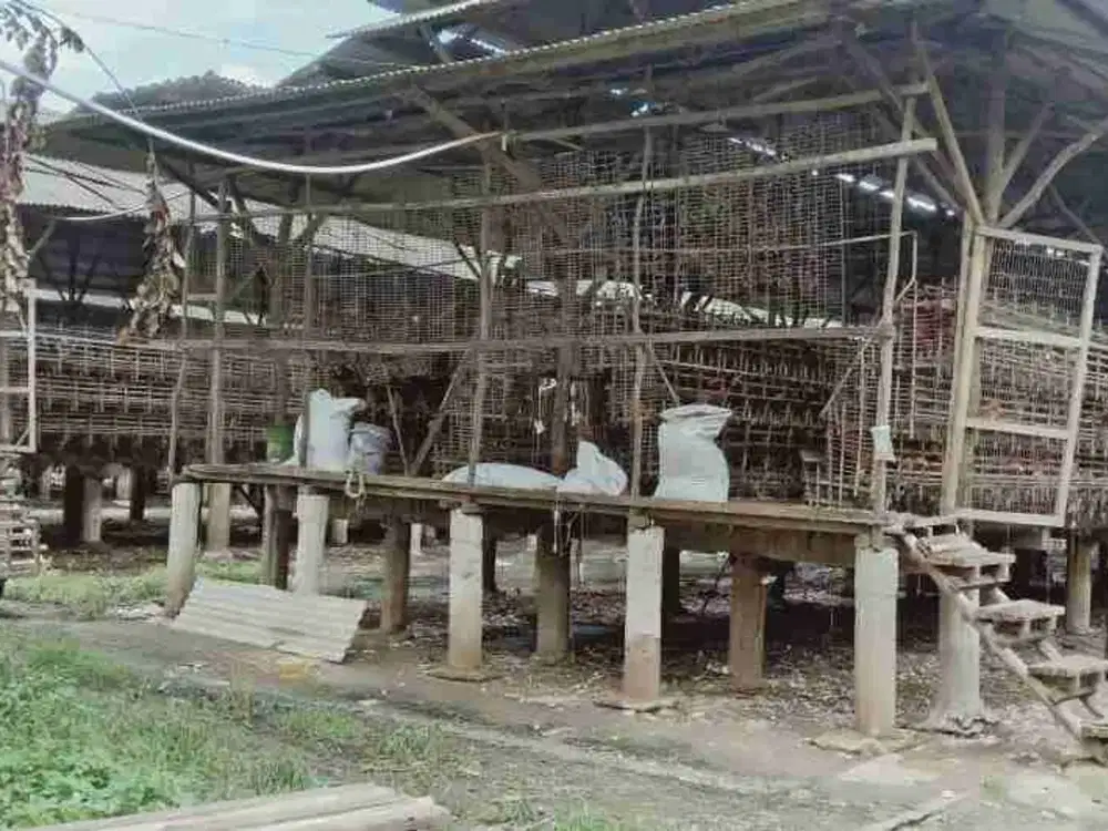 Peternakan Ayam Petelur Di Mauk, Tangerang