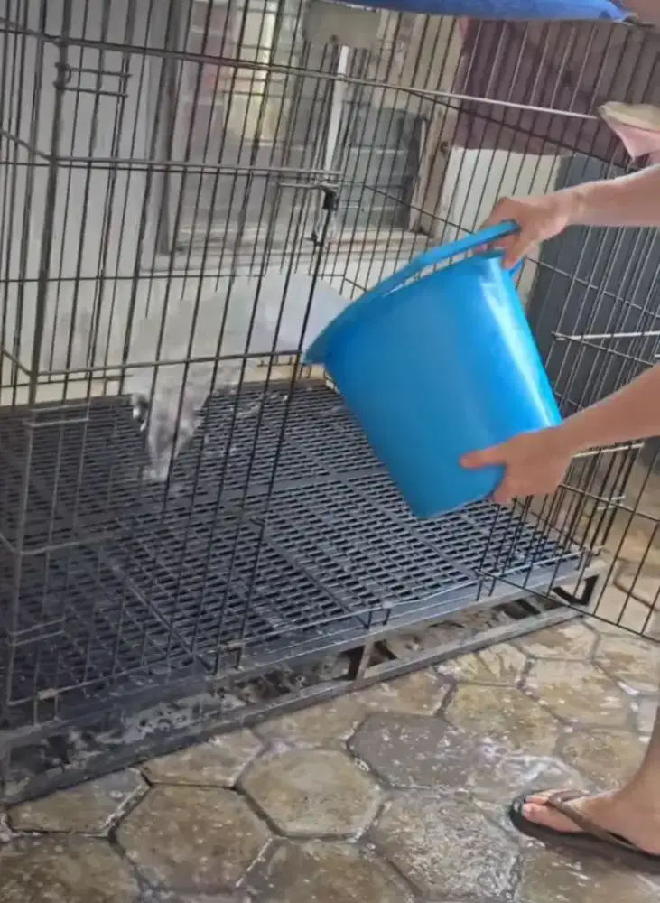 Mencari pekerjaan mengurus anjing jaga anjing merawat anjing art