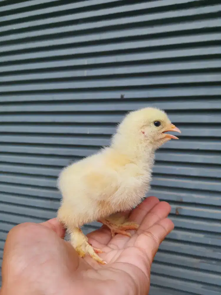 Anak Ayam Brahma (DOC)