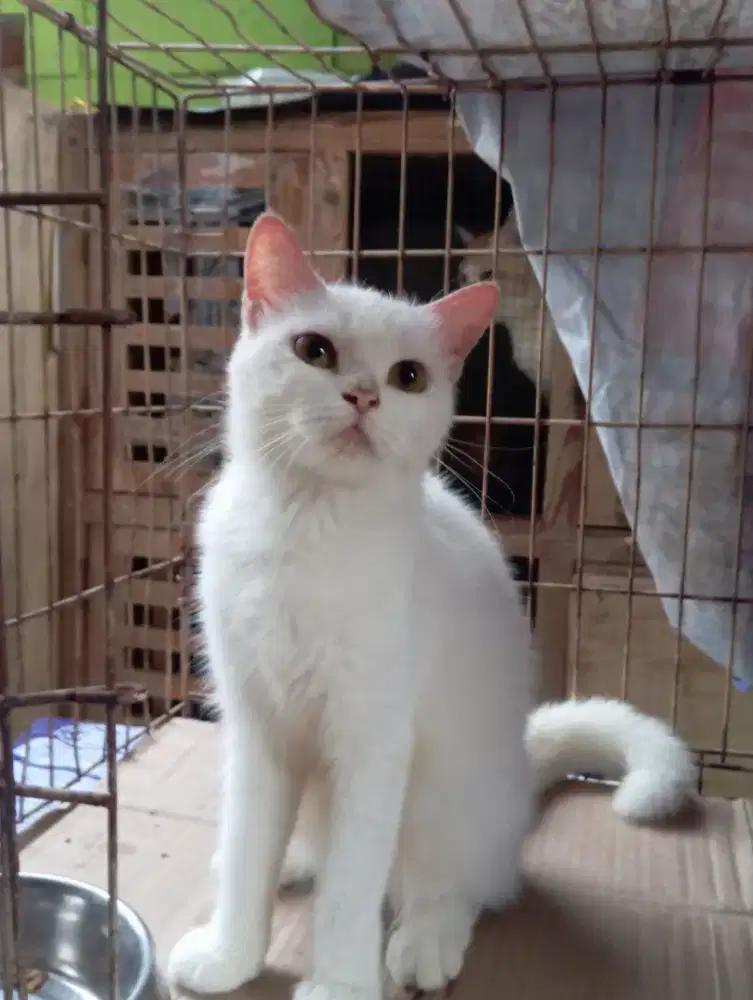 Kucing British Shorthair betina proven