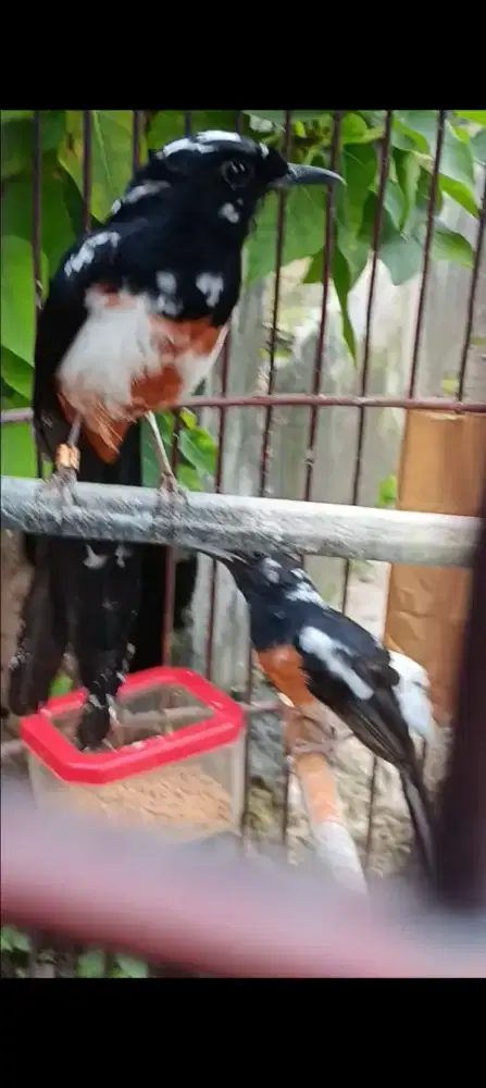 Murai blorok extreme sepasang