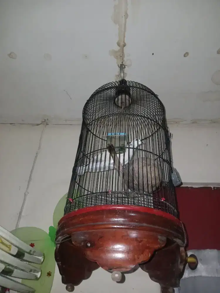 Puter gacor sama kandang