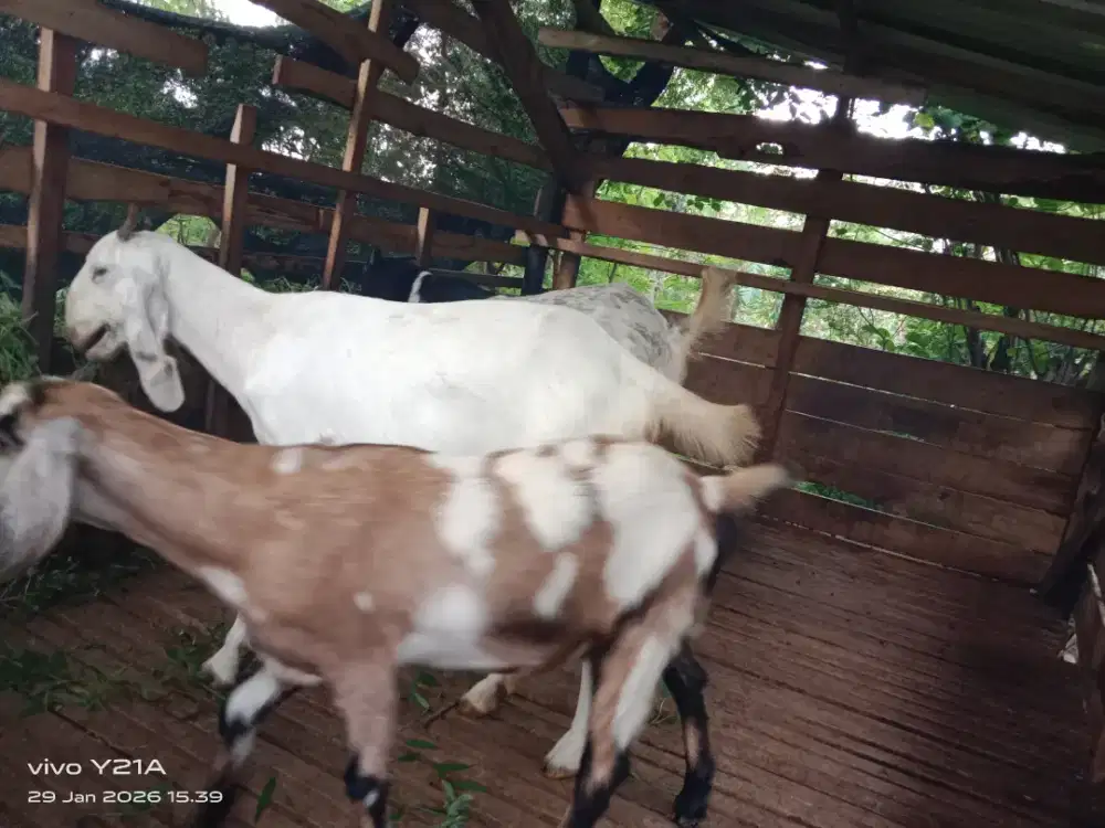 Kambing betina perawatan