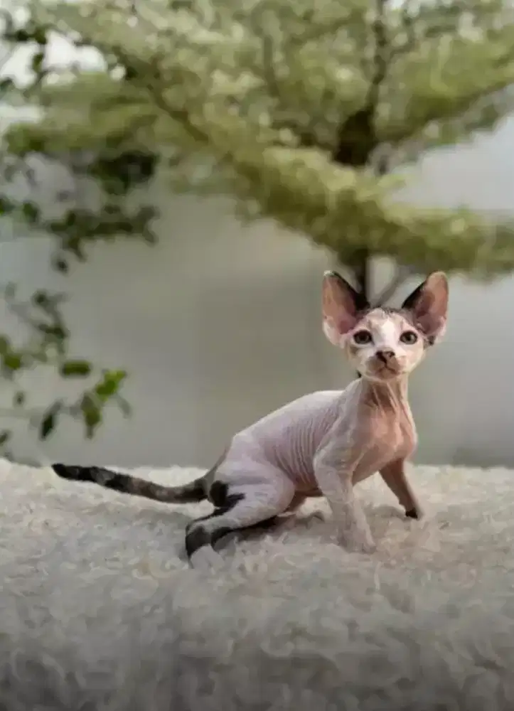 DIJUAL KUCING SPHINX