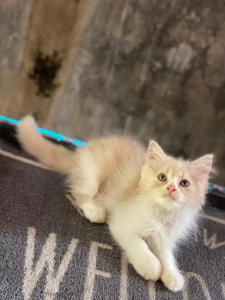 Anak kucing anggora/kitten flatnose betina /kucing persia betina
