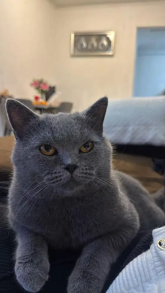 Kucing British short hair (BSH)