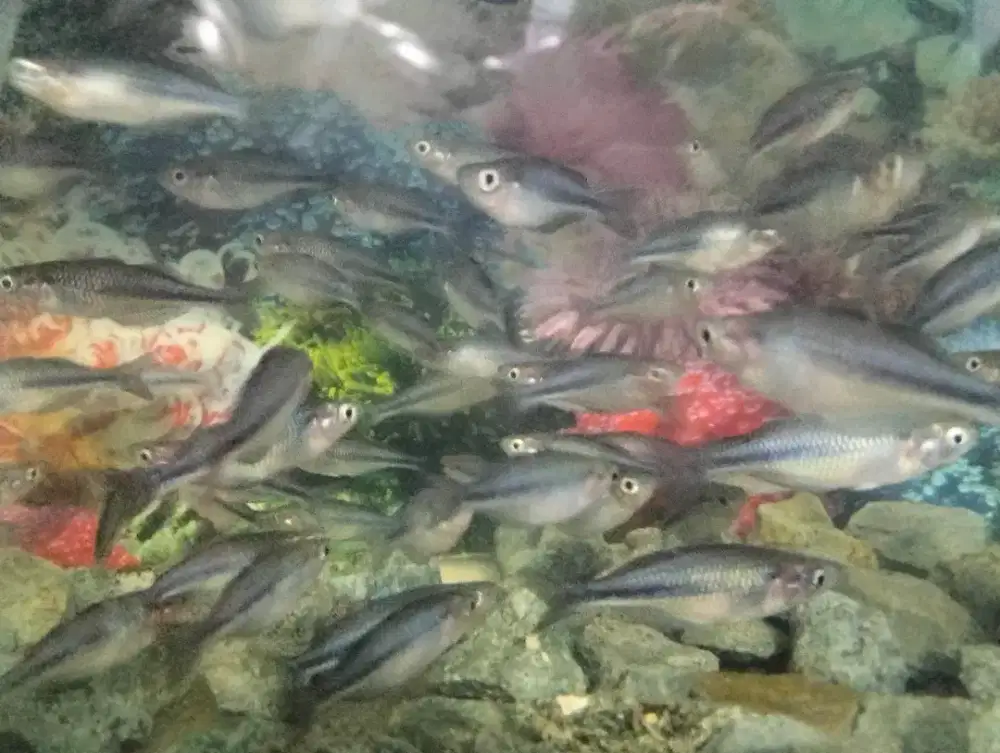 Ikan Rainbow blue Lacustris 4 up Female