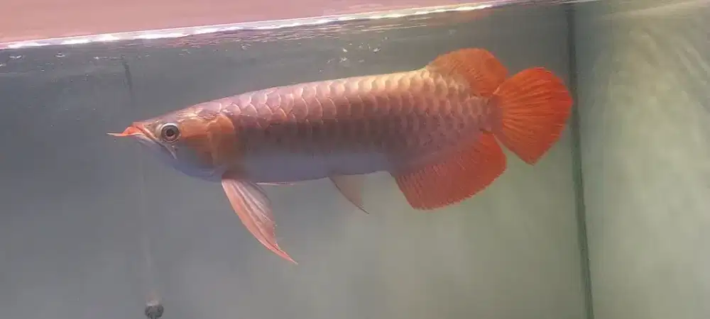 Arowana super red 45cm
