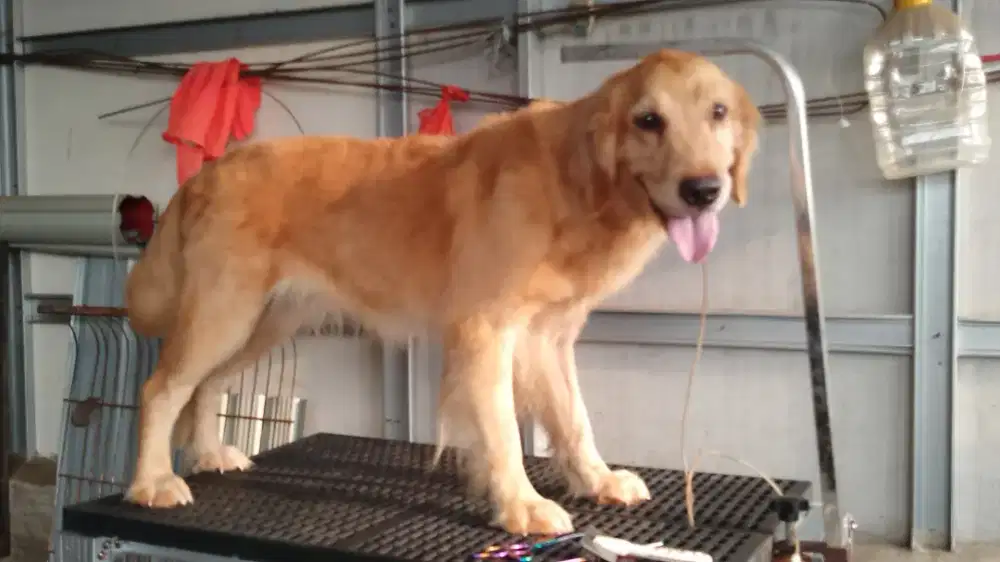 Golden retriver betina