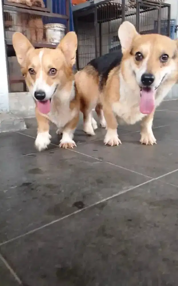 Corgi jantan 3 tahunan