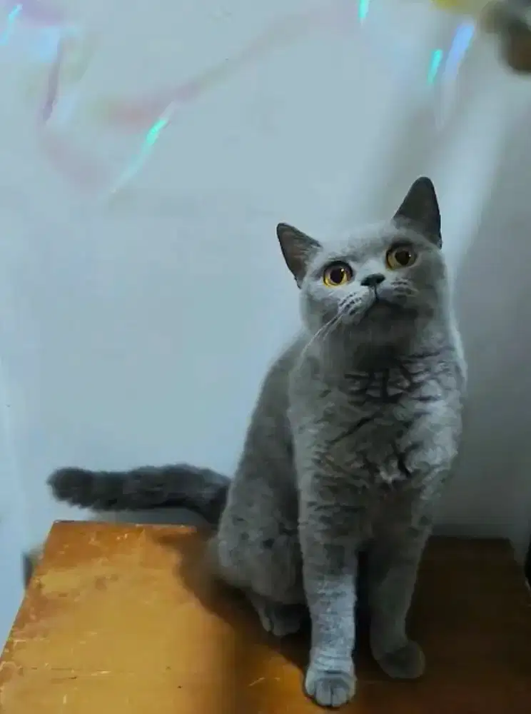 British Short Hair BSH Betina 3 tahun