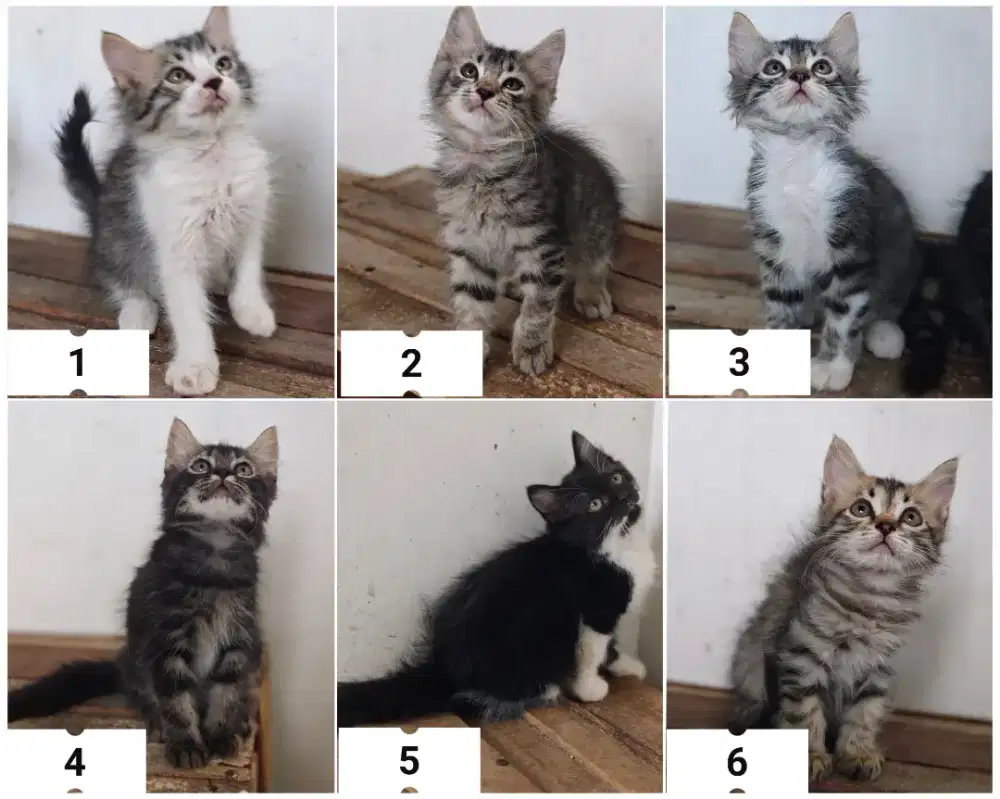 Kitten Persia Jantan/Betina 3 bln