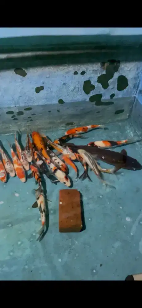 Ikan hias koi mix