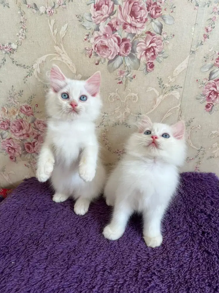 Kucing himalaya sepasang