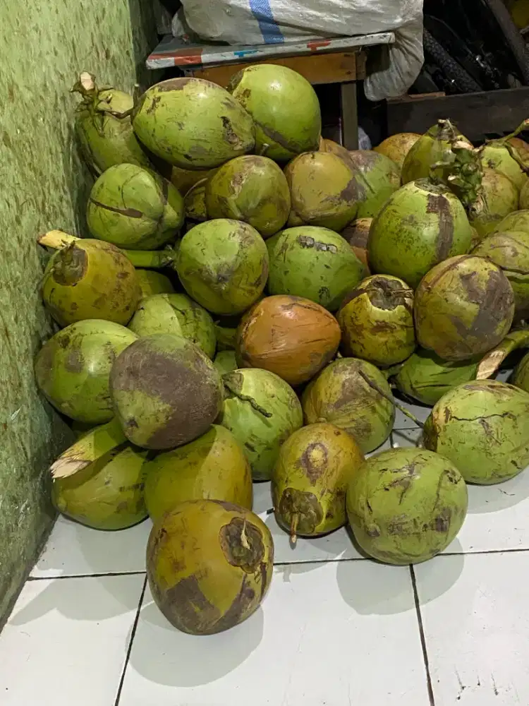 Agen kelapa muda H. Murtaba