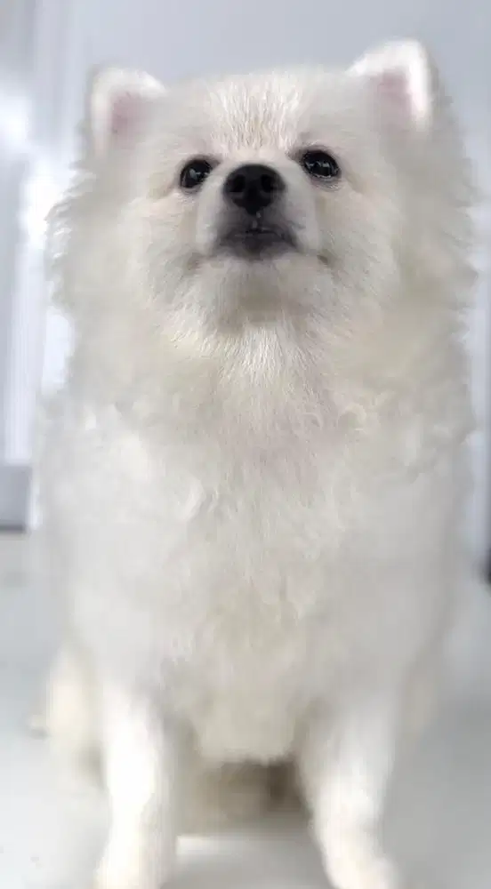 Anakan anjing pom betina