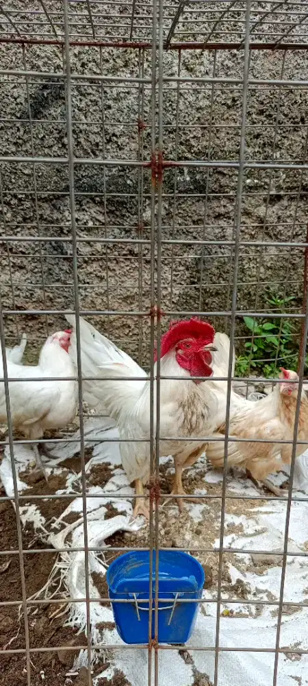 Ayam Kate putih MURAH