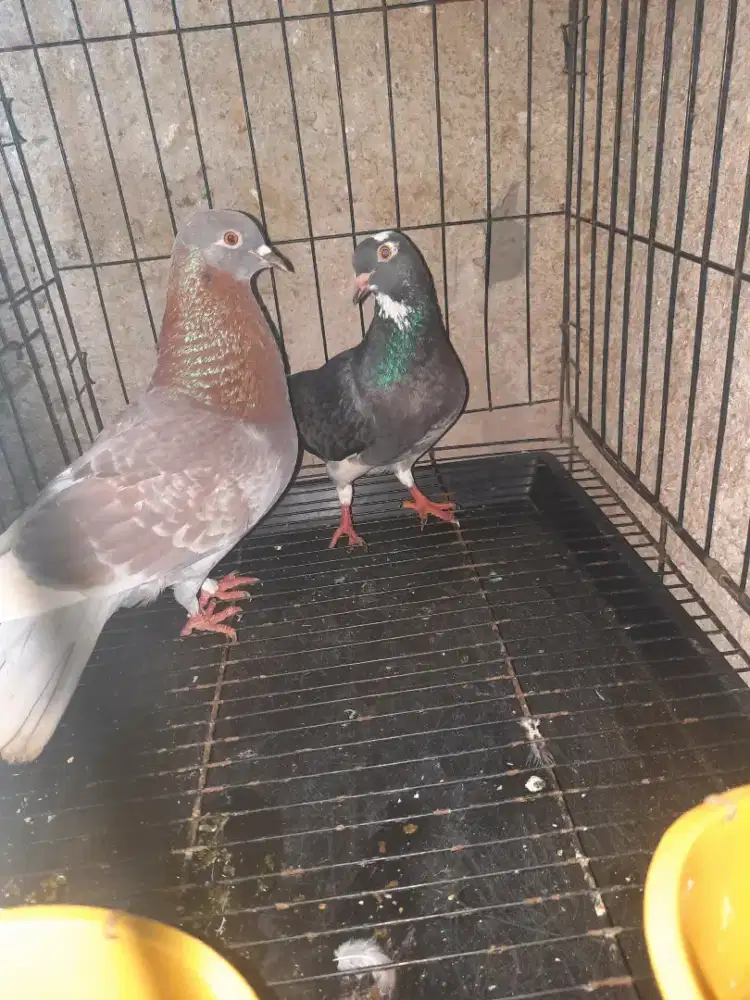 Burung dara trahan pribadi siap jadi player..