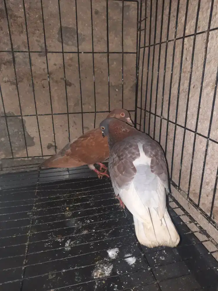 Burung dara trahan pribadi siap jadi player..