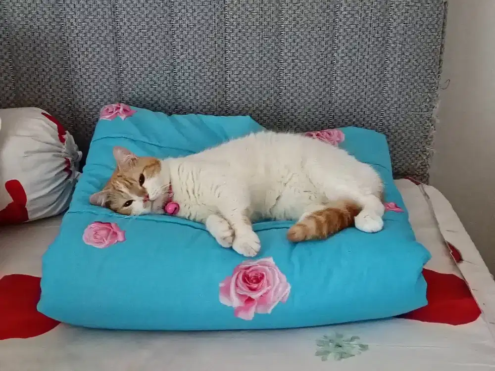 Dicari asisten rumah tangga berpengalaman