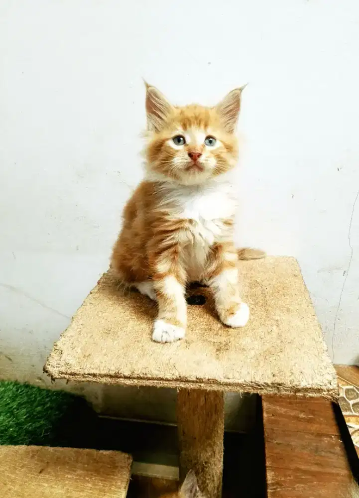 Kitten Mainecoon  Jantan Pure No mix. Induk ped Cfa show quality