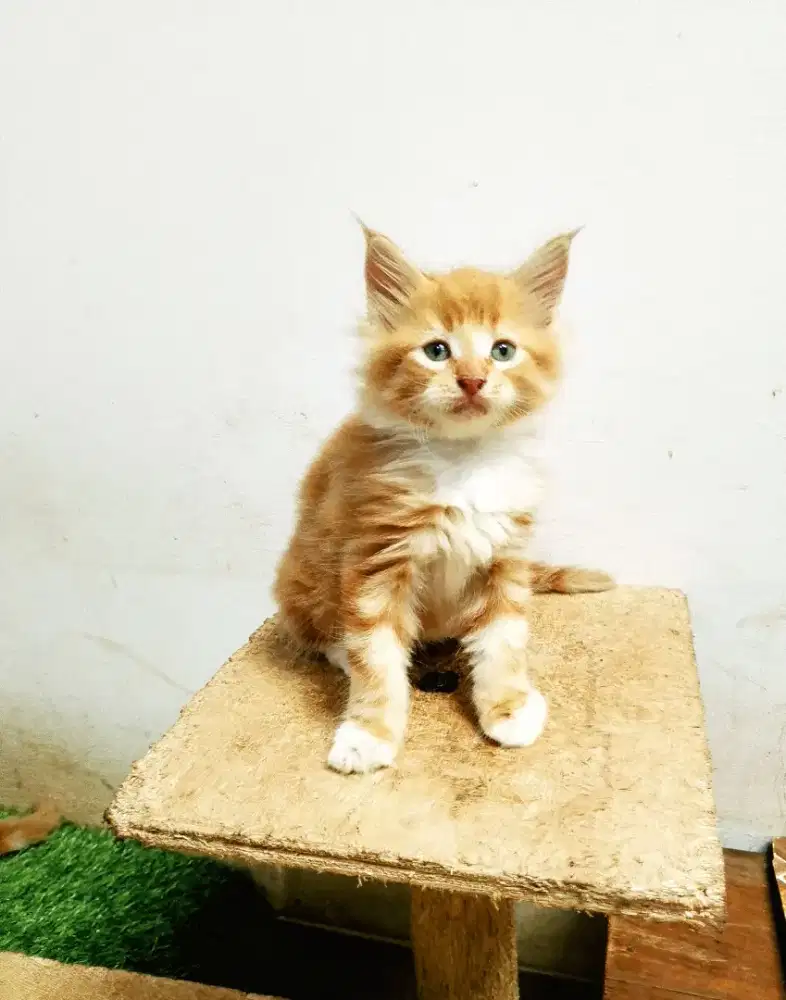 Kitten mainecoon jantan pure bkn mix. Induk ped Cfa show quality