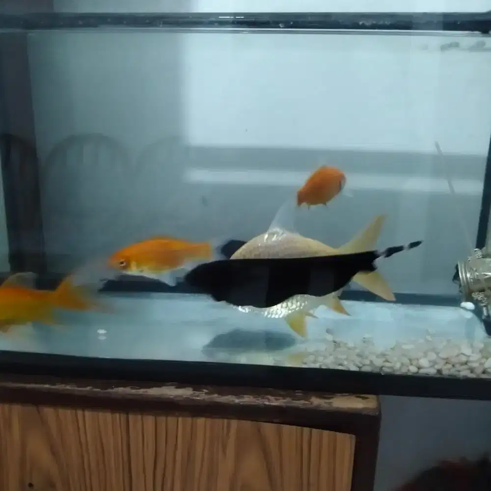 Di Jual 6 ekor Ikan plus aquarium set