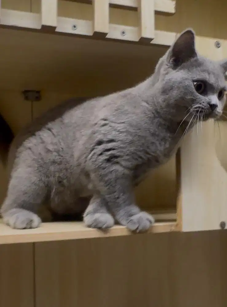 BSH  British Short hair