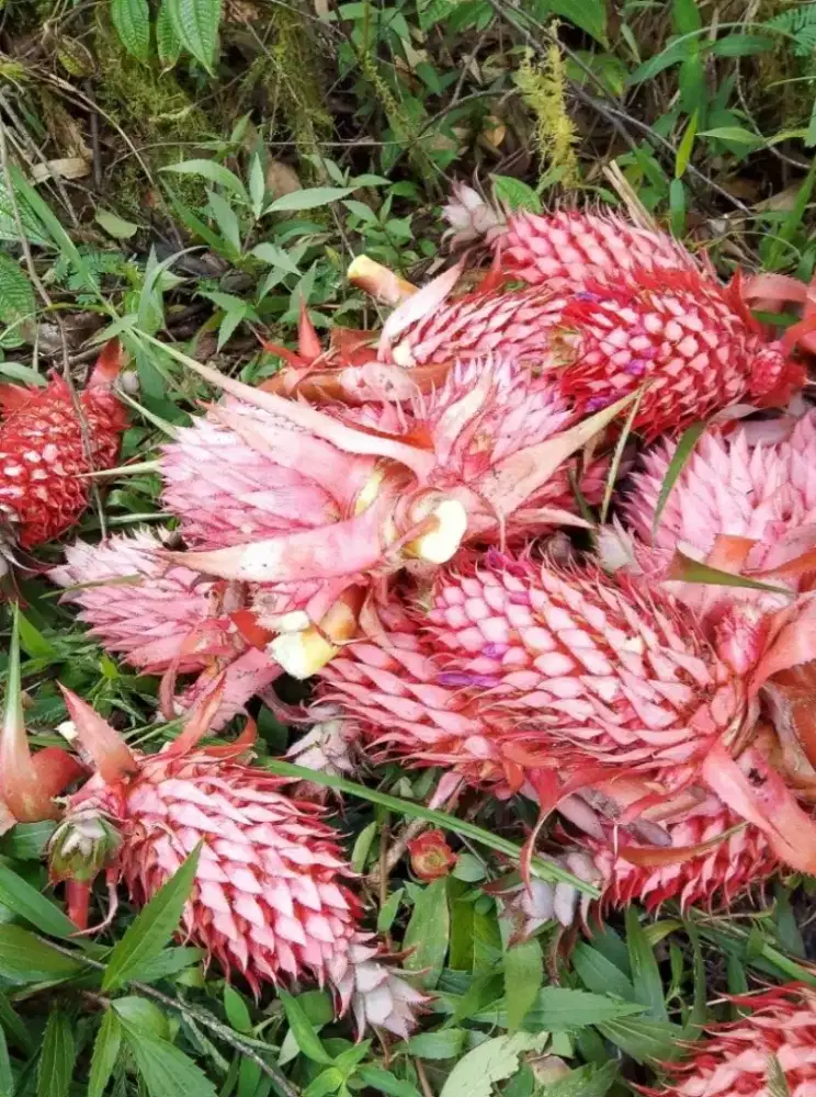 Nanas merah muda segar