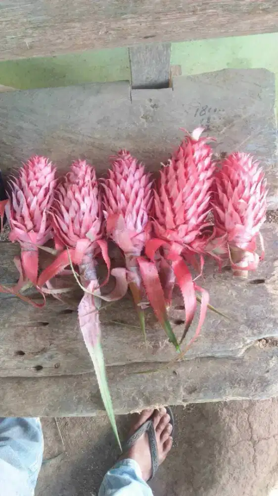 Buah nanas muda merah segar