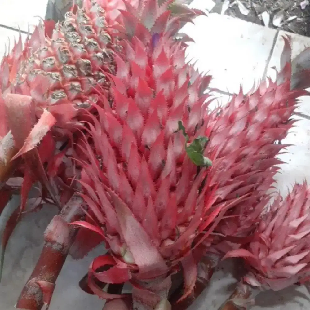 Buah nanas merah muda segar