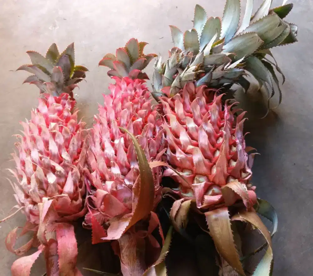 Buah nanas merah segar