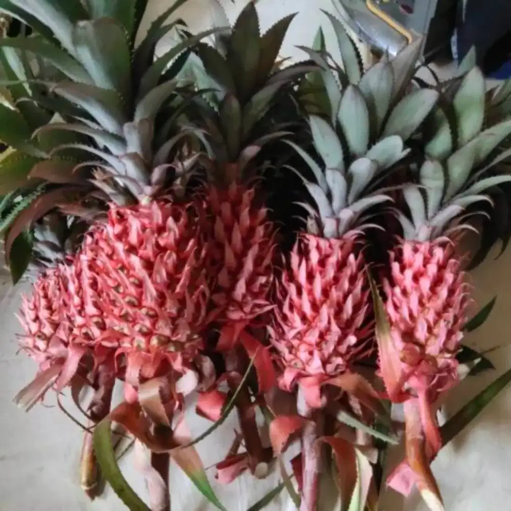 Buah nanas muda segar