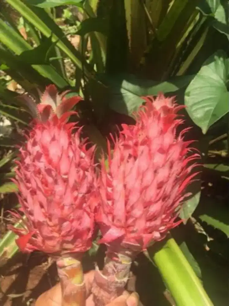 Nanas merah / nanas muda segar