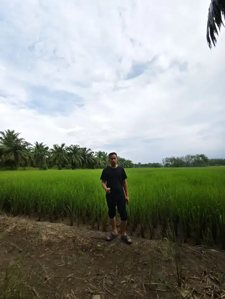 DIJUAL TANAH SAWAH