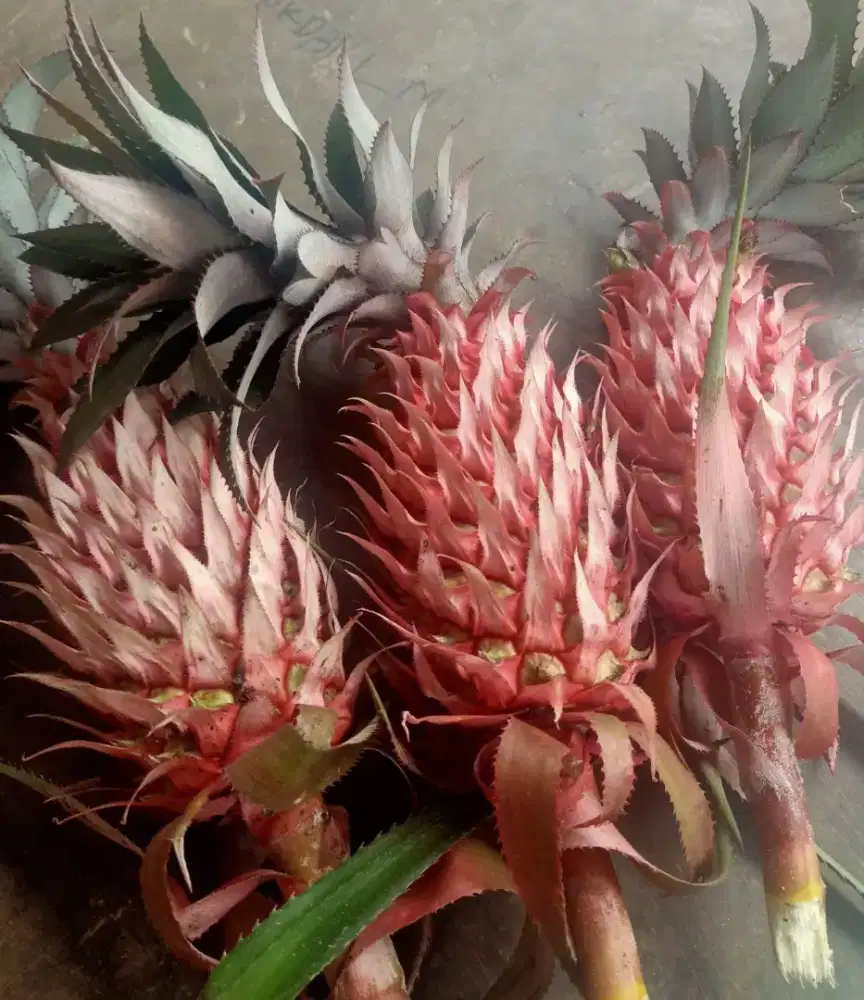 Buah nanas muda / nanas merah